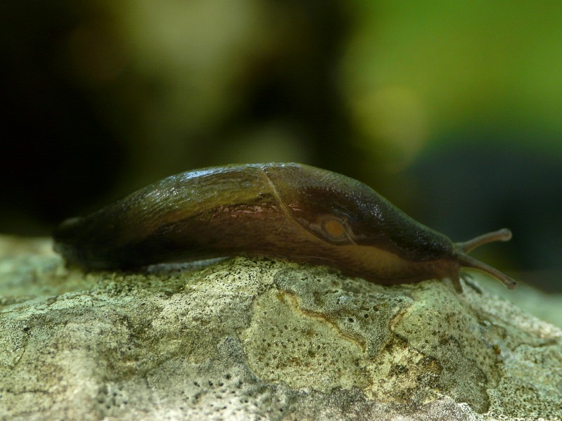 Limax sconosciuta del Gargano (FG)